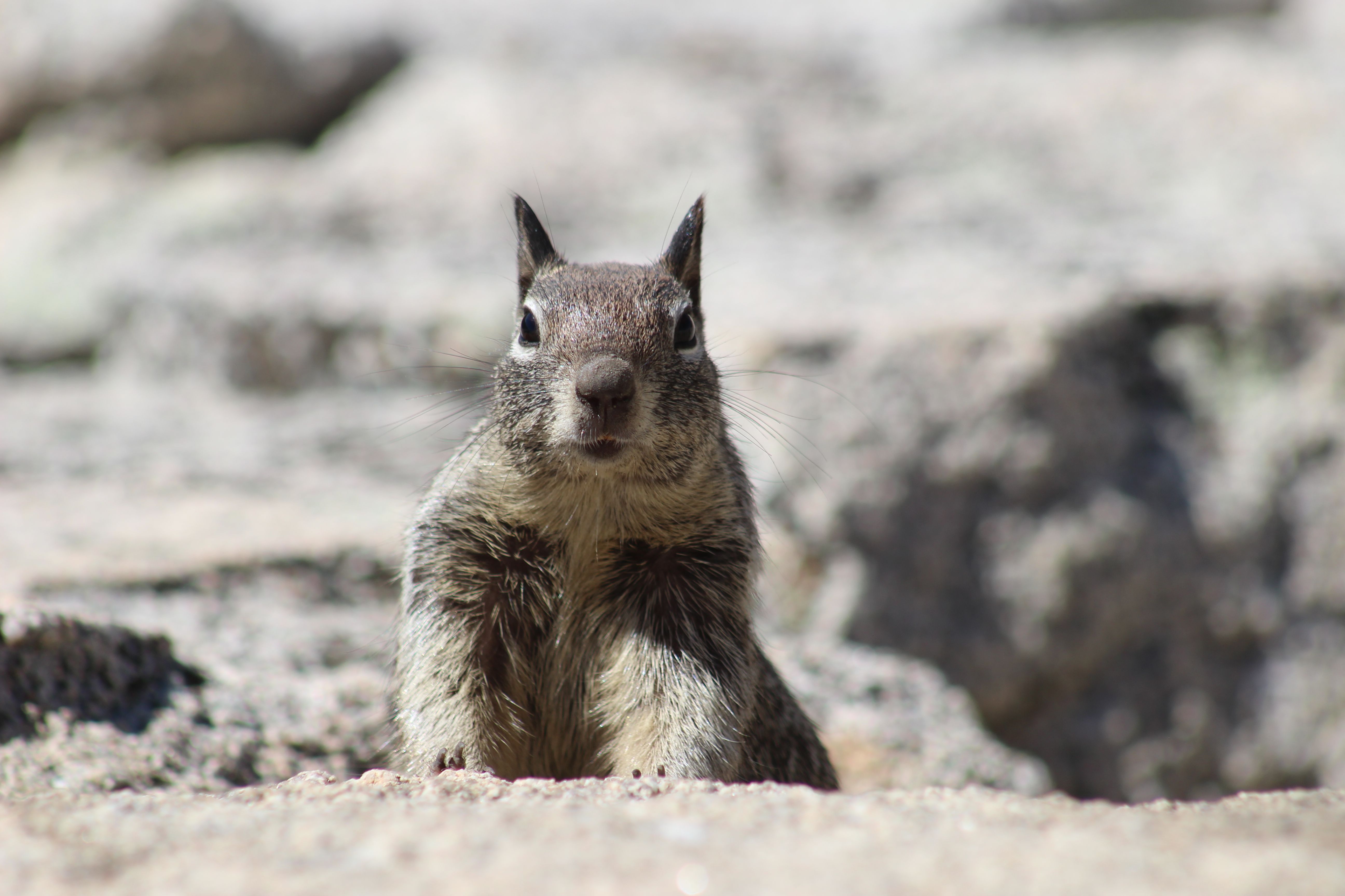 Meedenker Wildopvang Utrecht