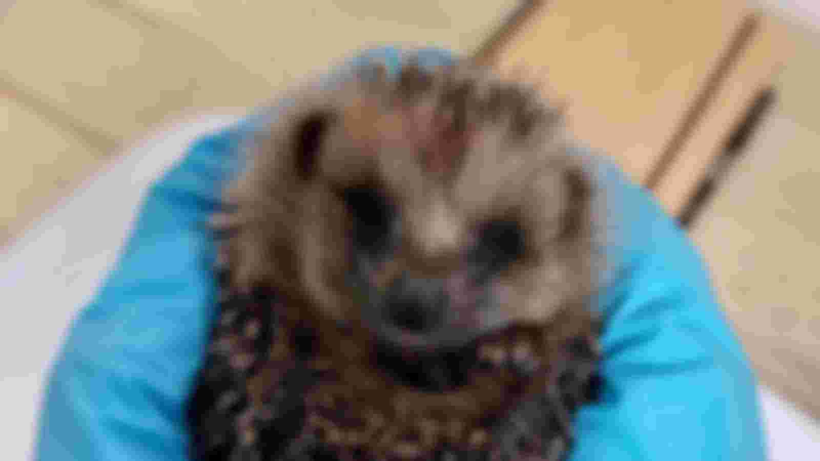 Stichting Snorhaar zoekt superhelden in de dierverzorging!