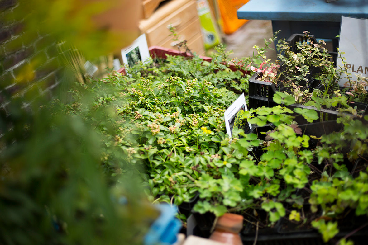 Vrijwilliger verkoop planten