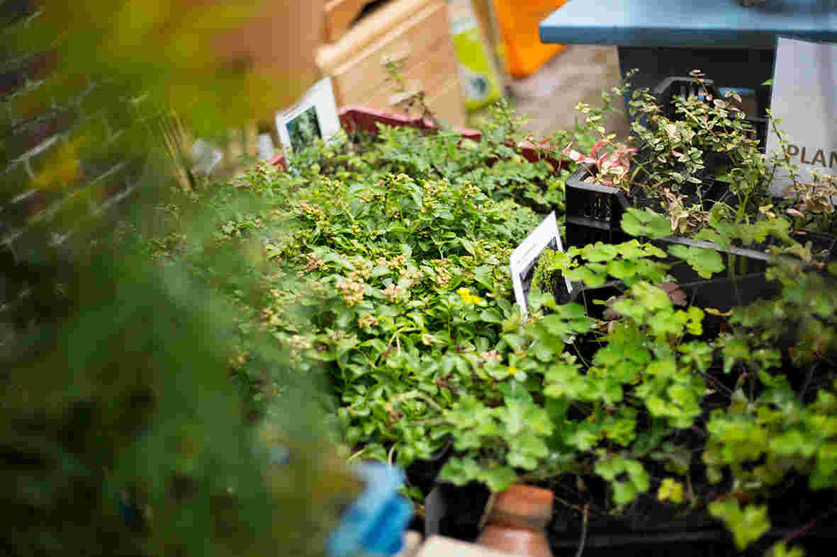 Vrijwilliger verkoop planten