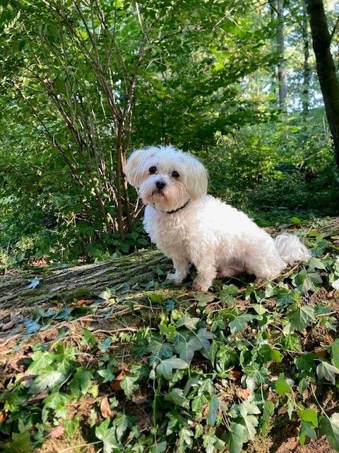 Lieve hond gezocht met baasje!