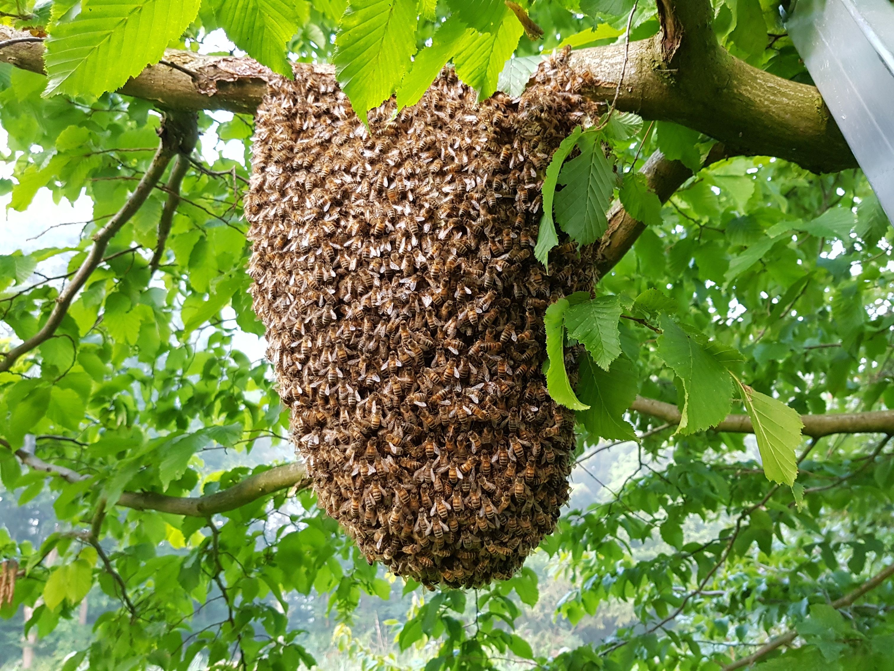 Stichting Bijen Teeltstation zoek Bezige Bij voor de PR en de subsidieaanvragen!