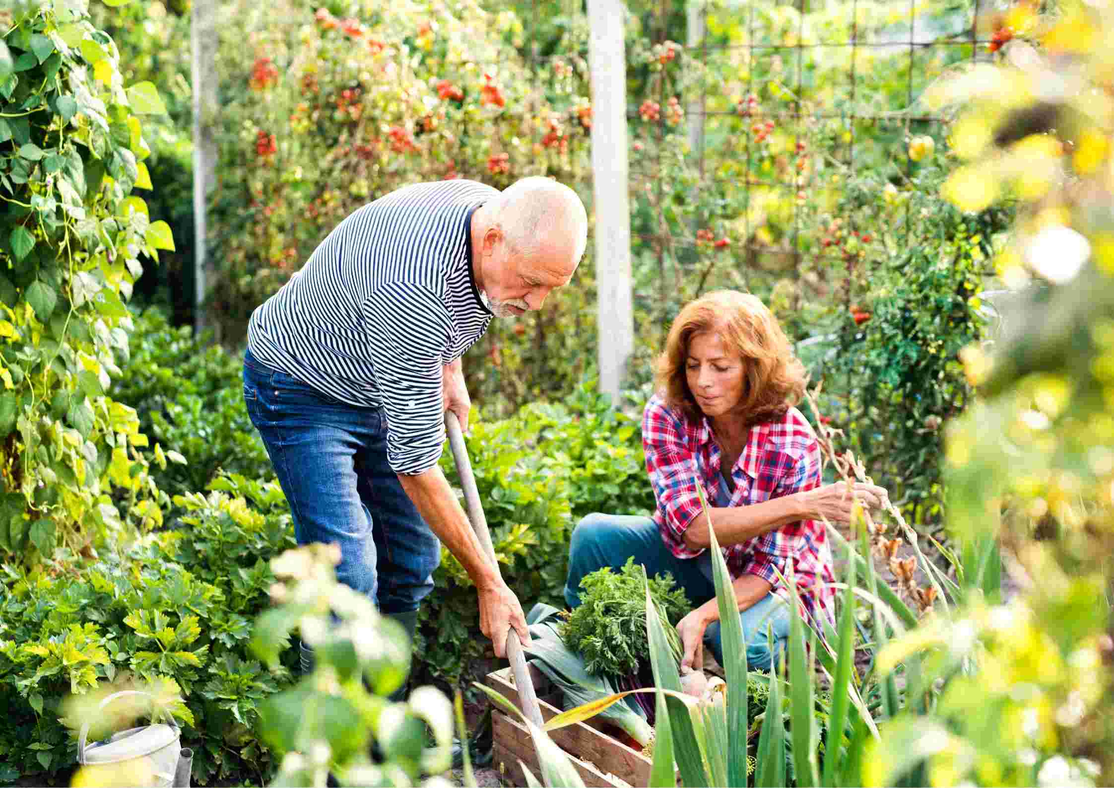 Groene vingers gezocht zodat onze cliënten kunnen genieten van de tuin.