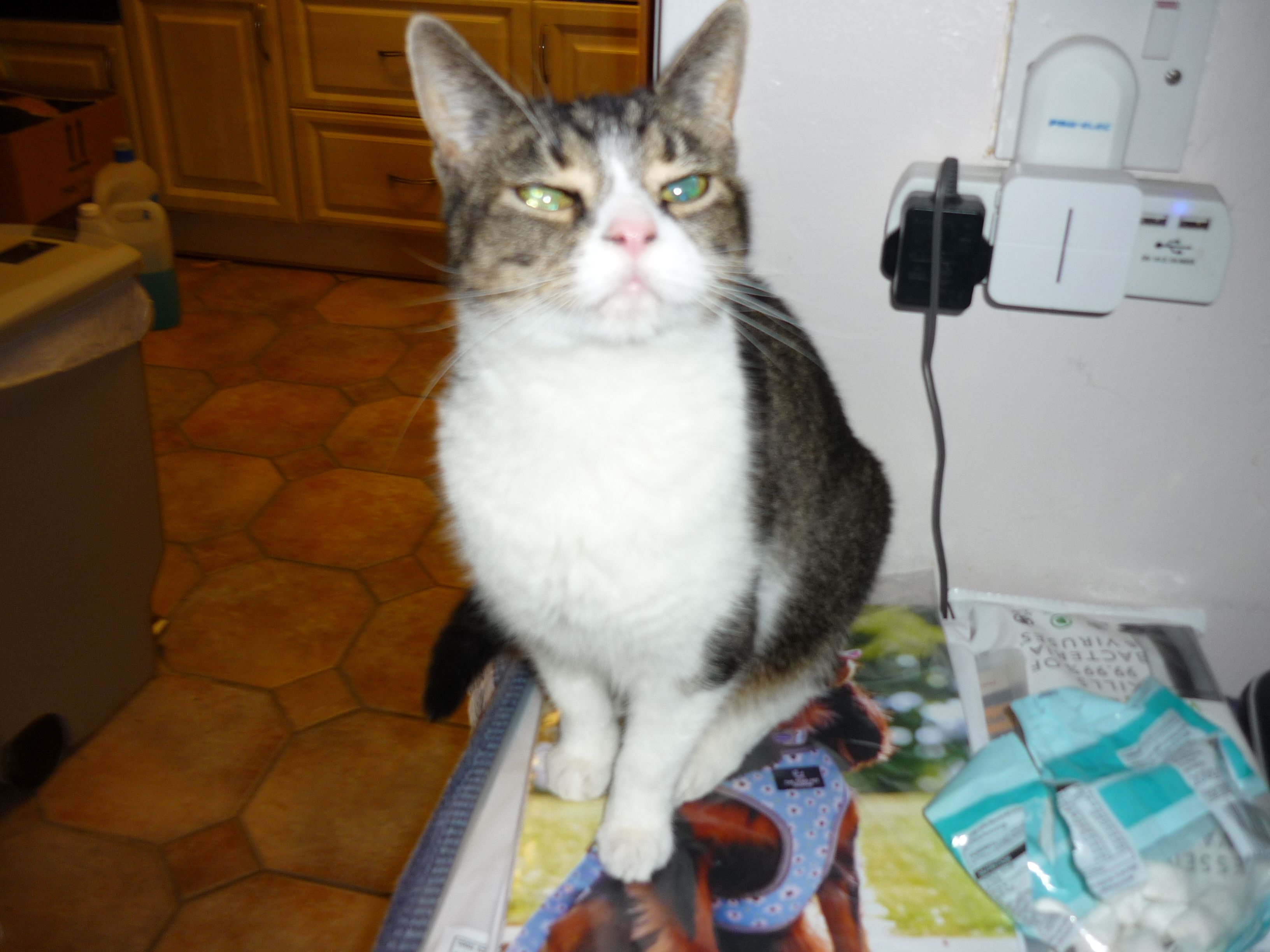 Home visitor for cat adoption