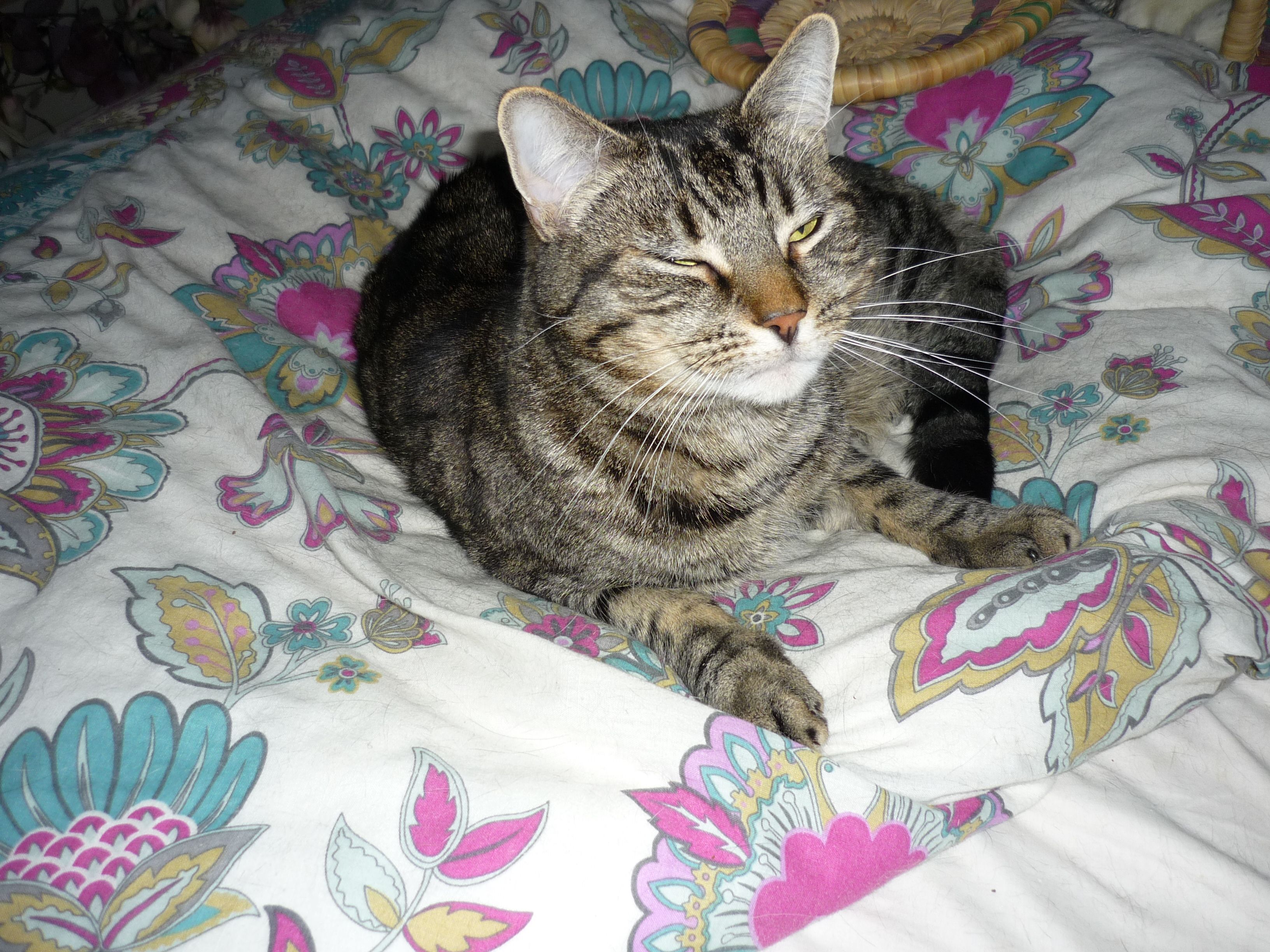 Home visitor for cat adoption