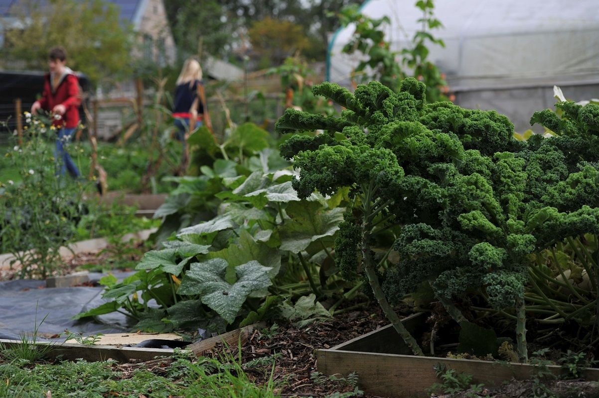 Allotment Maintenance