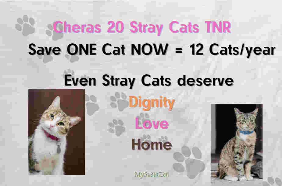 Stray Cat TNR Phase 1