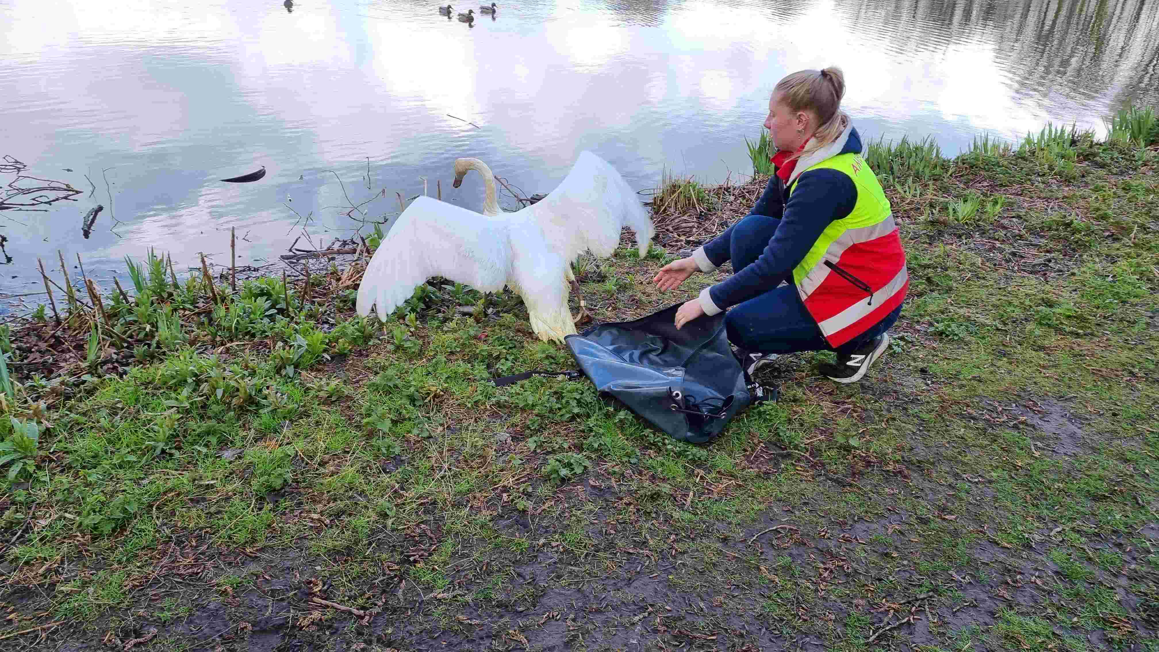 Wil jij een belangrijke rol spelen in het redden van dierenlevens?