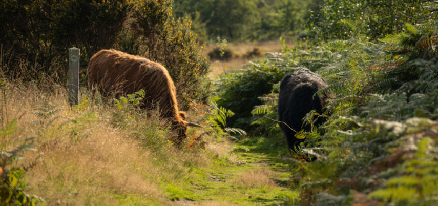 Parking attendants for Membership Festival
