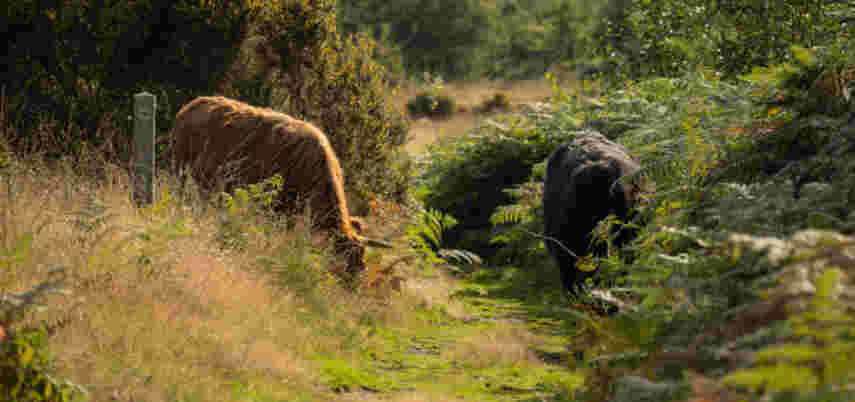 Parking attendants for Membership Festival