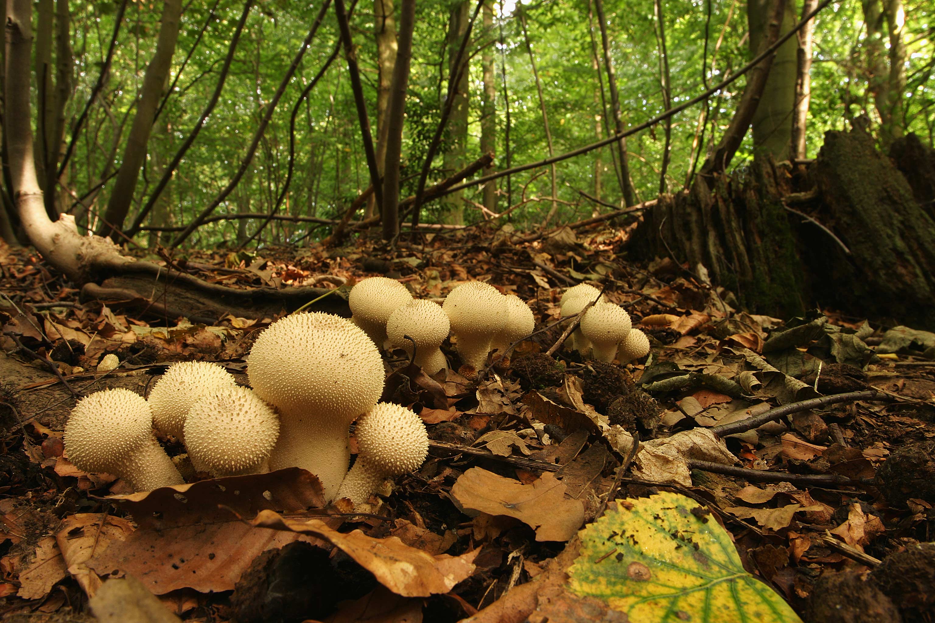 Wild Traineeship (Evidence team)