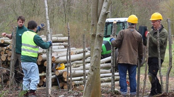 In a woodland, four people are standing next to a pile of logs, the two people to the right are wearing yellow hard hats and are hitting wooden steaks into the ground. The two people on the right are moving wood. A green tractor can be seen in the background.