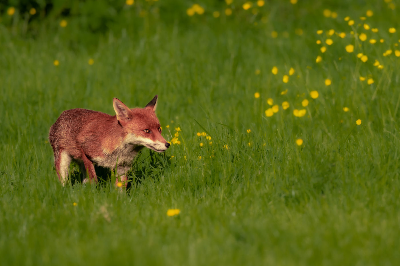 Volunteer Animal care assistant