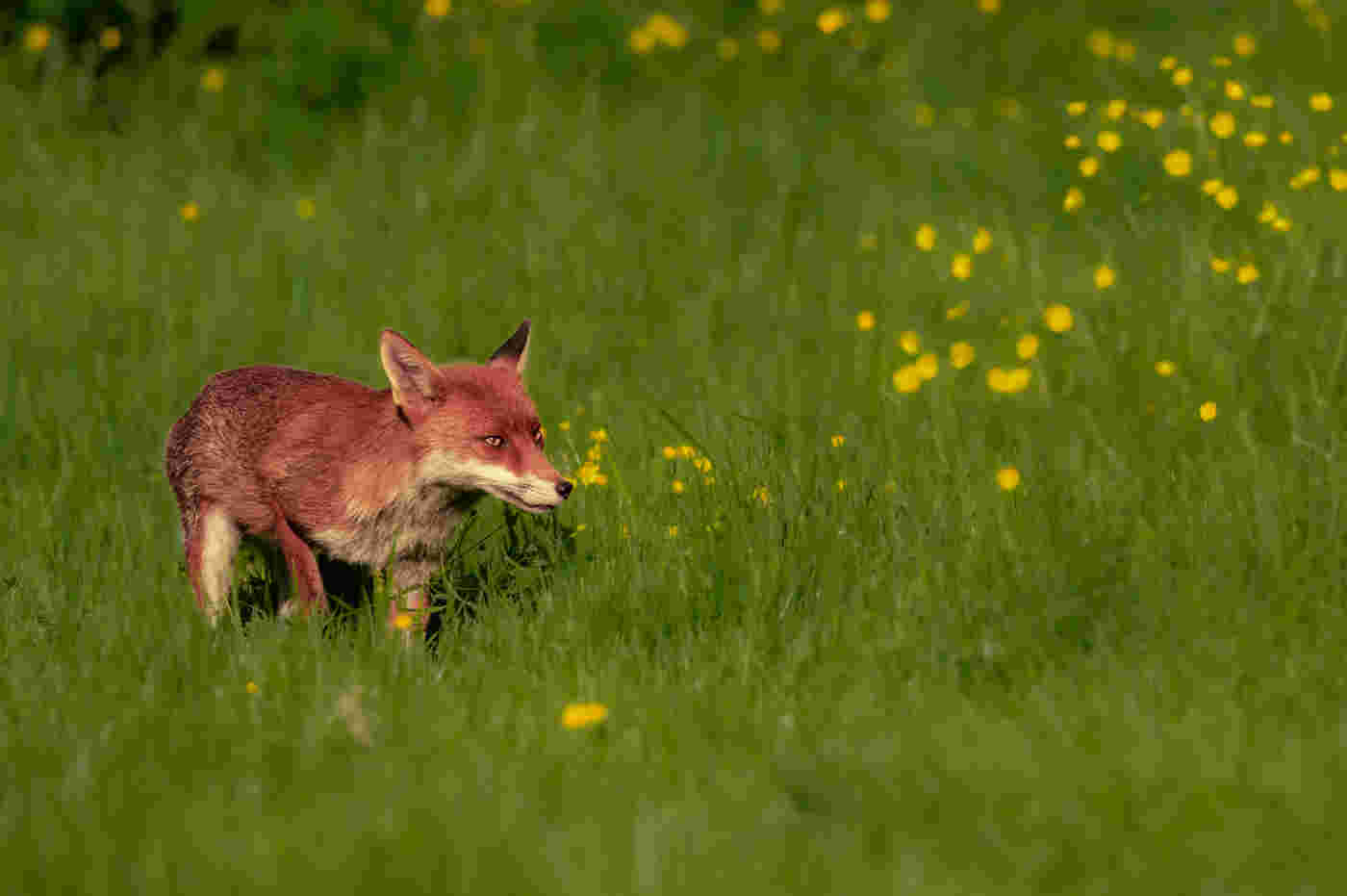 Volunteer Animal care assistant