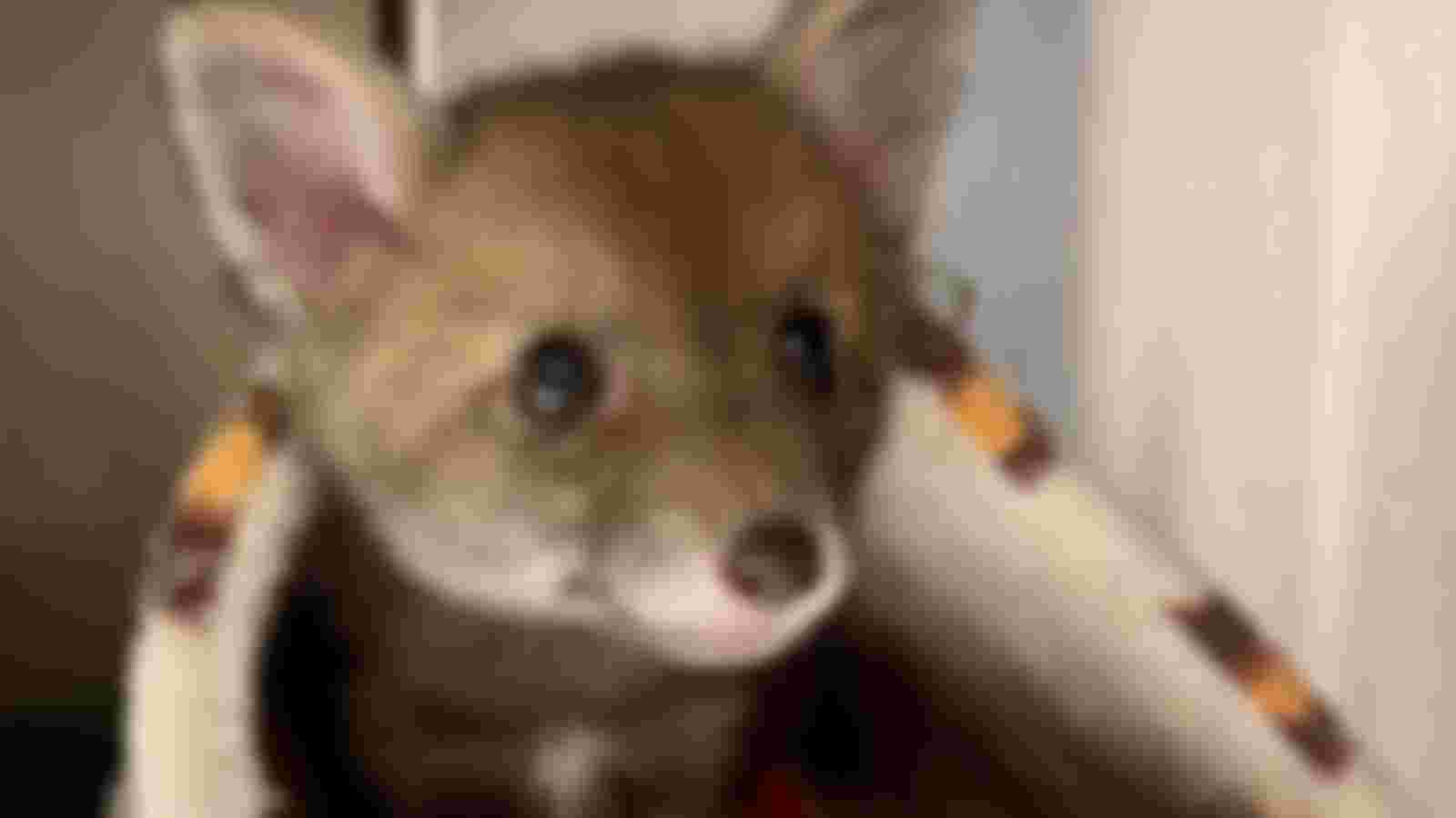 Volunteer Trainee Animal Care Assistant