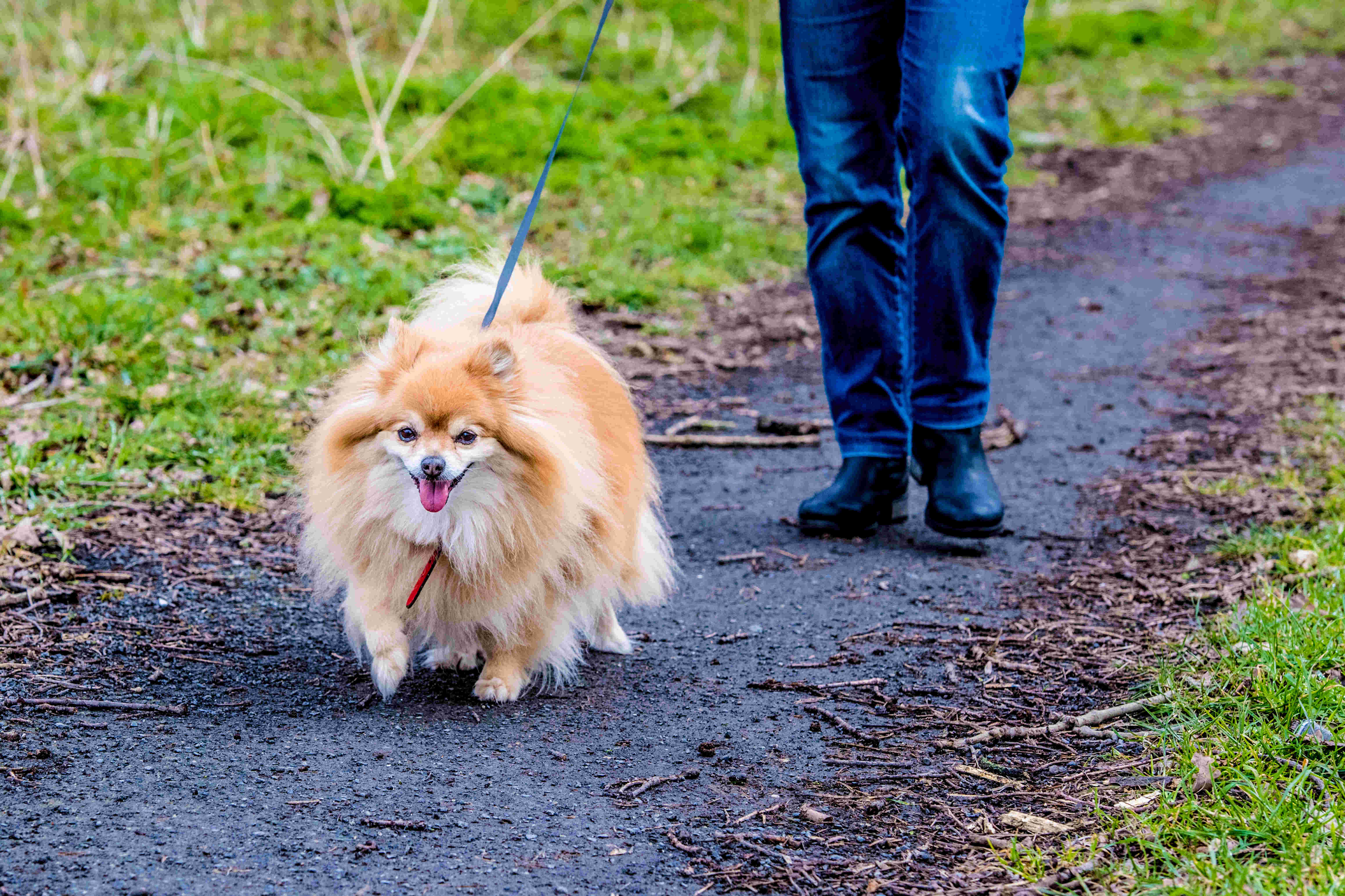 Dierenbuddy's gezocht in Apeldoorn, Twello, Groesbeek en Oldebroek