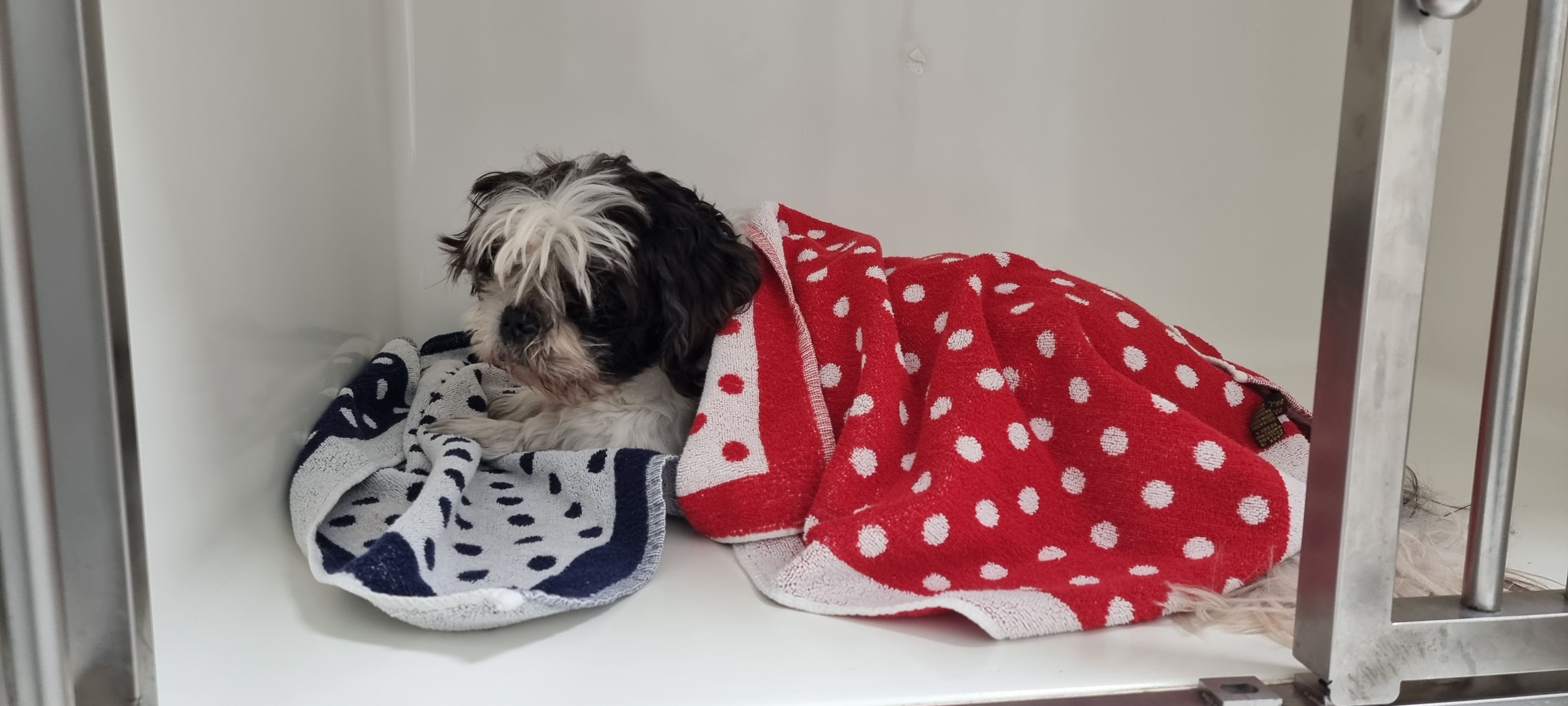 We zijn op zoek naar een gepassioneerde paraveterinair (dierenartsassistent(e))