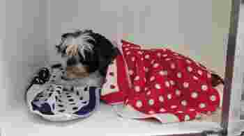 We zijn op zoek naar een gepassioneerde paraveterinair (dierenartsassistent(e))