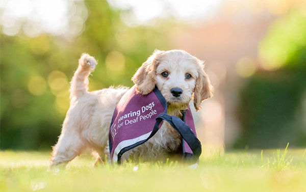 Volunteer Puppy Training - Hertfordshire