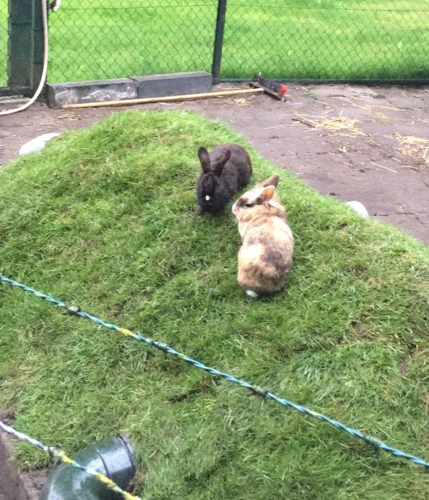 Gezellige klusdag op de dierenweide!