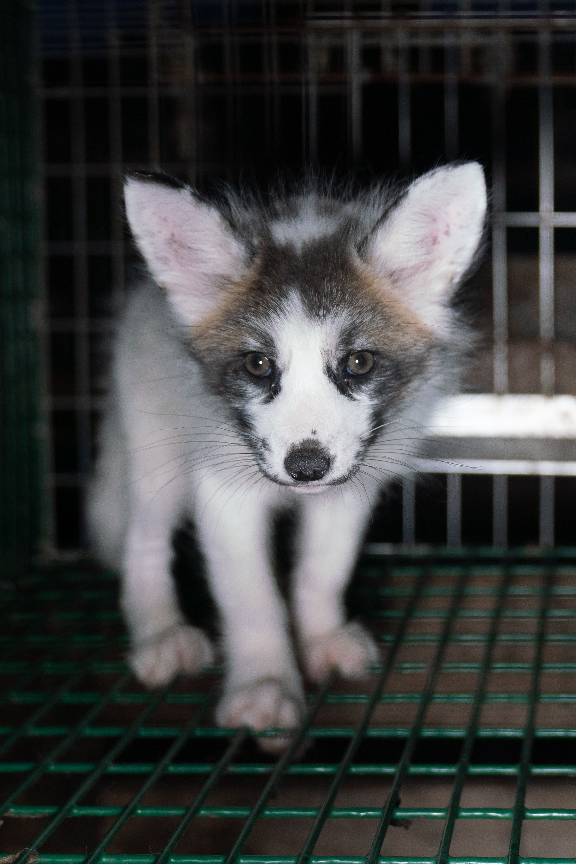 Hulp bij Fur Free Friday