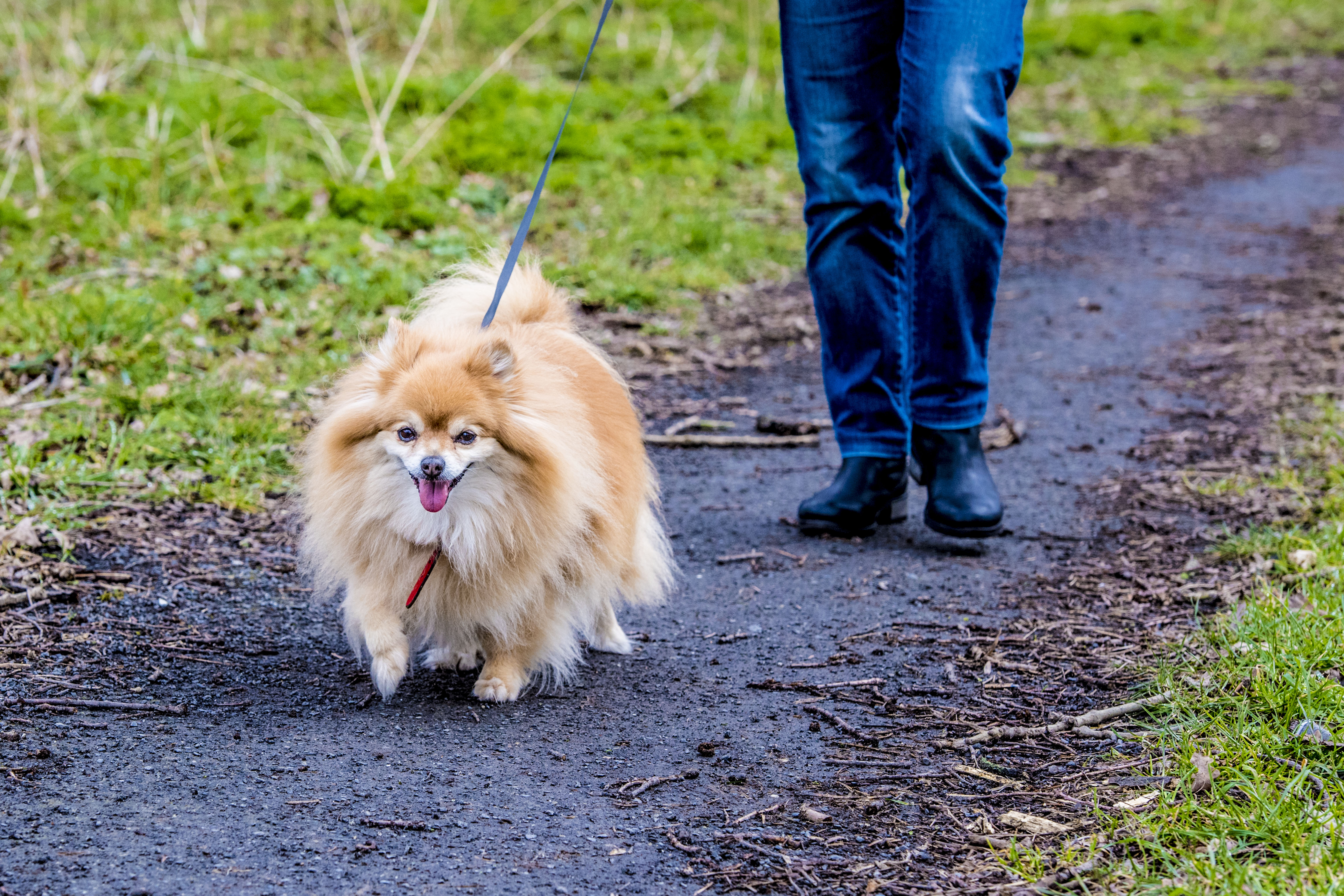 Dierenbuddy's gezocht in Terwijde, Nieuwegein, IJsselstein