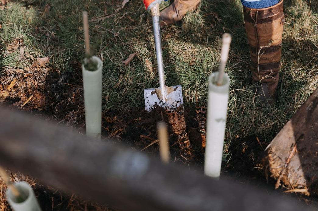 Tree Planting at Rory's Wood - Grafham Water | Go-Vip