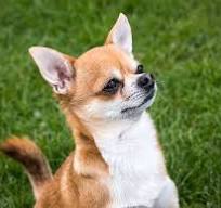 Wie wil er wandelen met een klein hondje. frequentie is in overleg