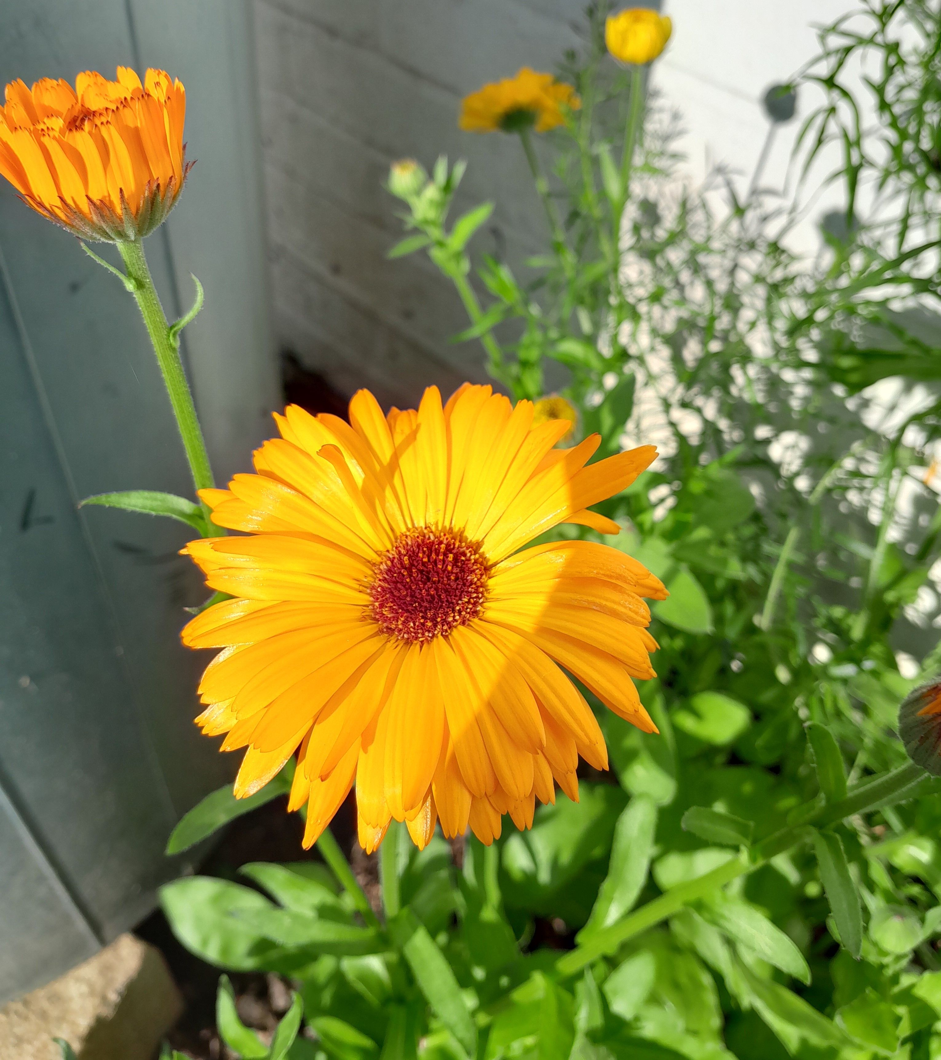 Planting a new pocket garden