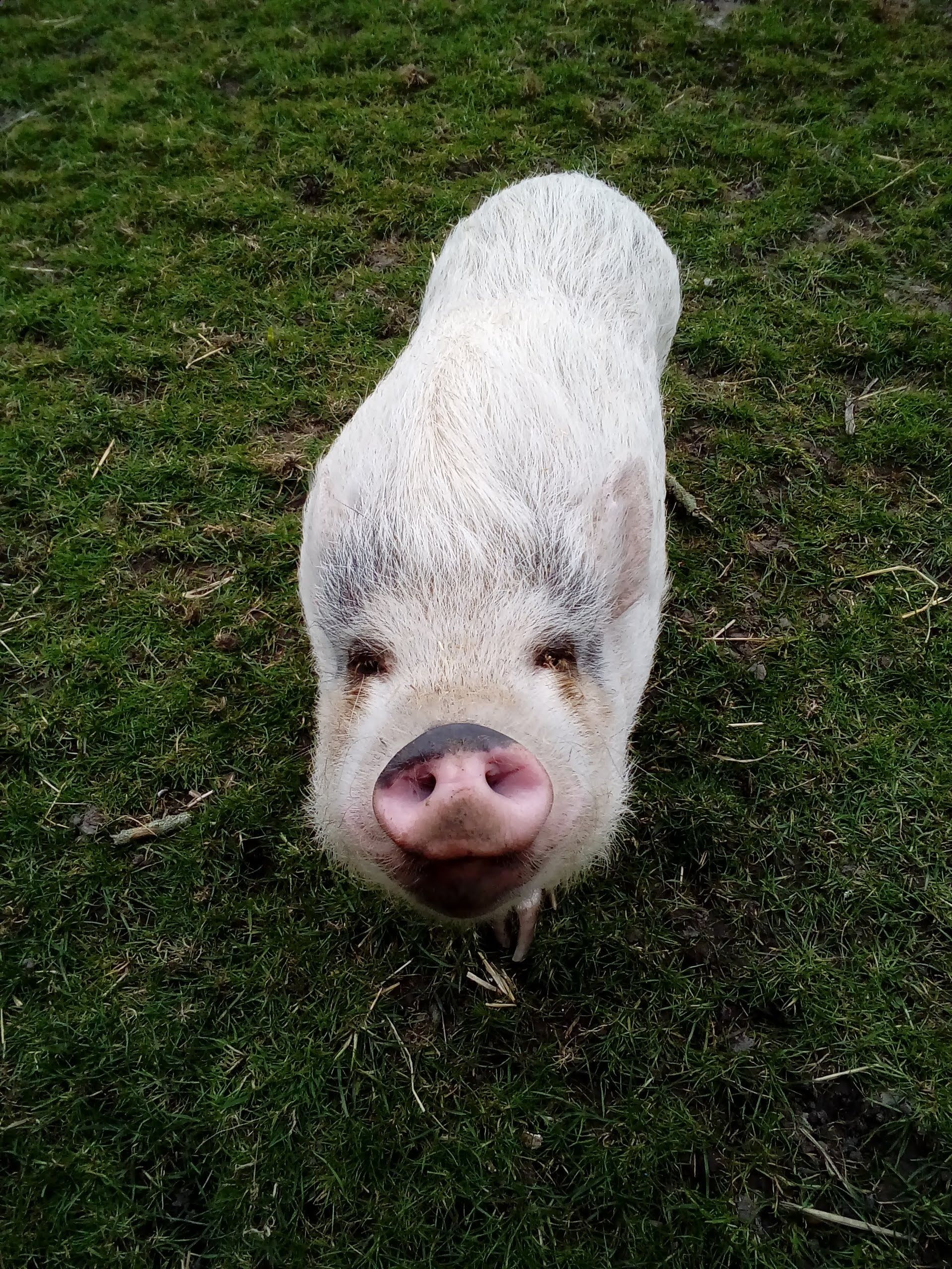 Ben je een dierenliefhebber en verzorg je ze graag, dat kan bij de boerderij