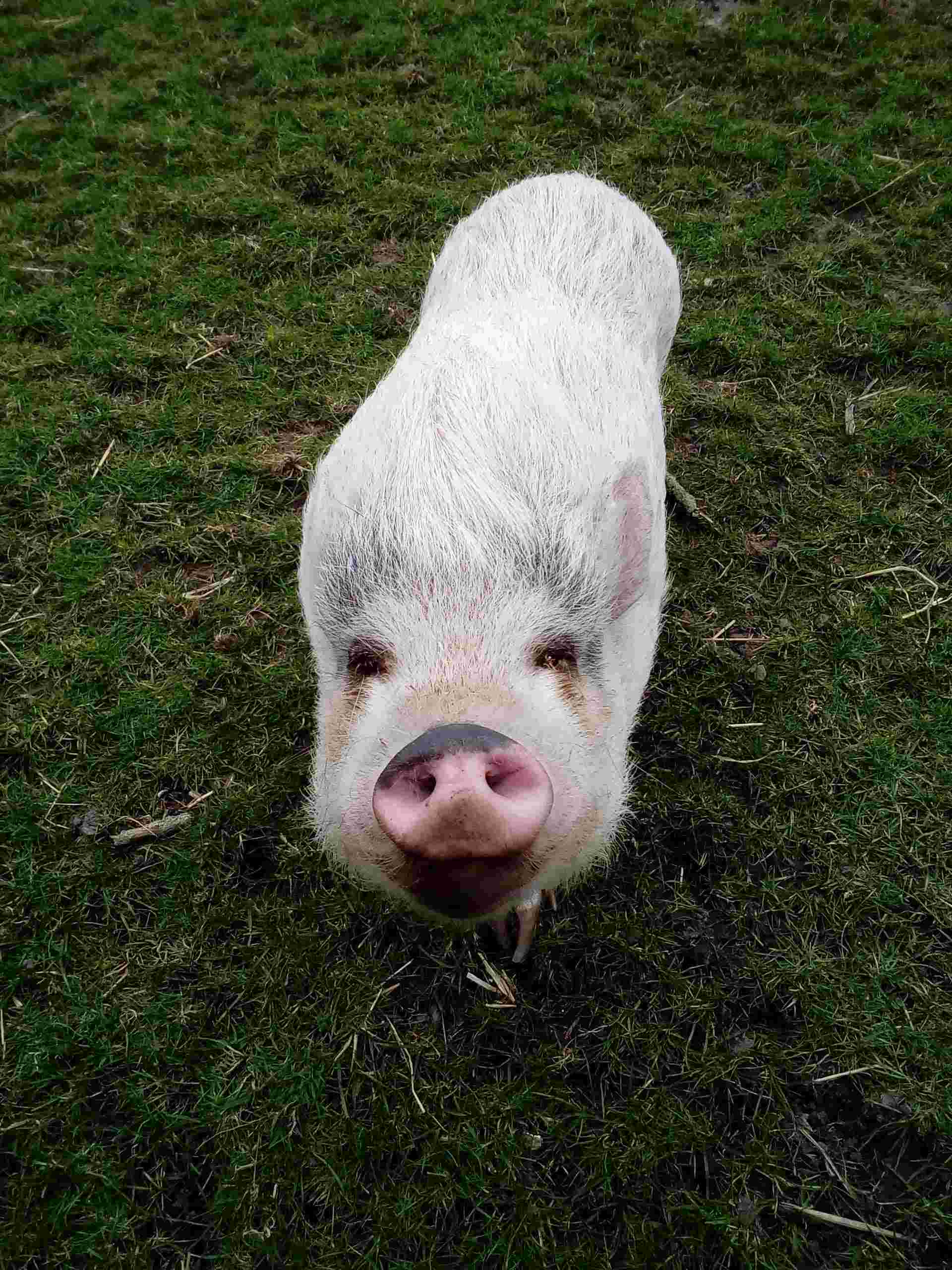 Ben je een dierenliefhebber en verzorg je ze graag, dat kan bij de boerderij