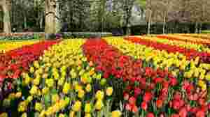 Vrijwilligers gevraagd voor rolstoelbegeleiding op dagje KEUKENHOF