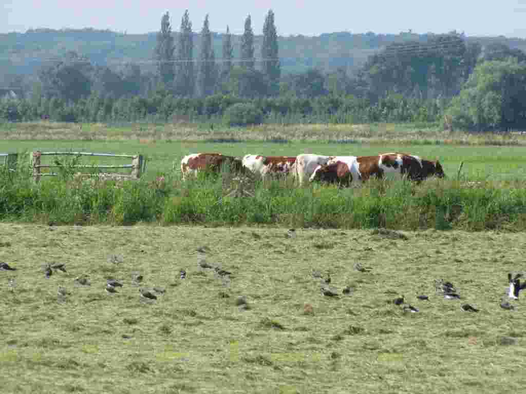 Volunteer PR team of the ANV
