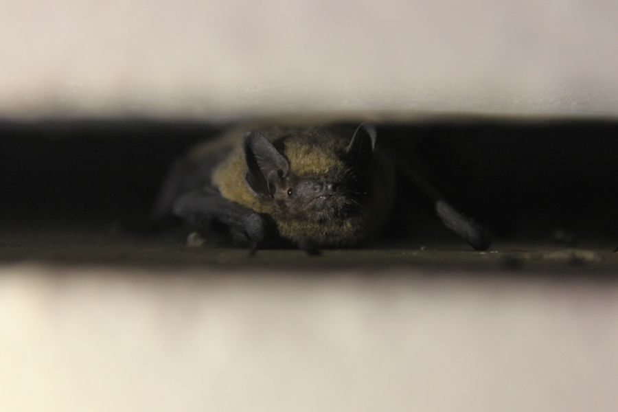 Op zoek naar vleermuizen tellers