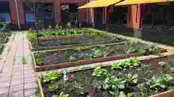 Enthousiaste tuinvrijwilliger voor de moestuin van de Uit-Wijk in Bussum