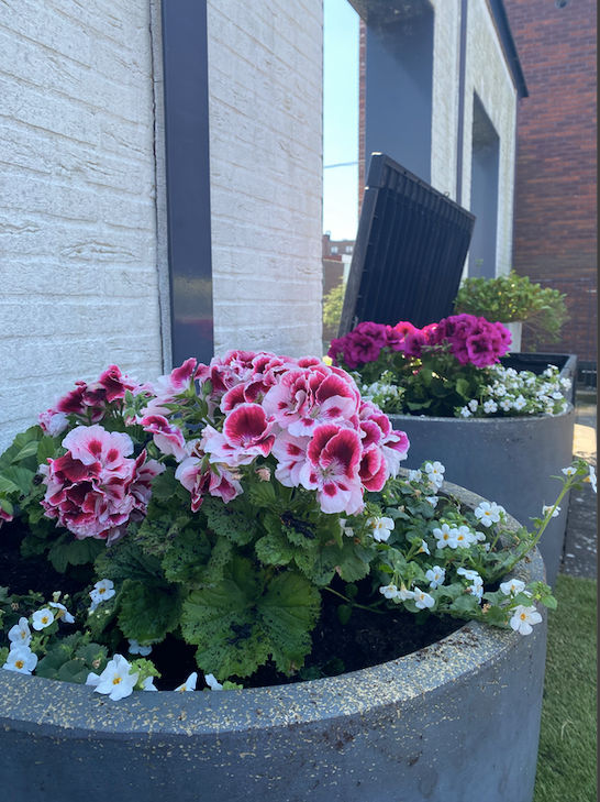 Onderhouden van tuintje en terras van ontmoetingscentrum voor kankerpatiënten