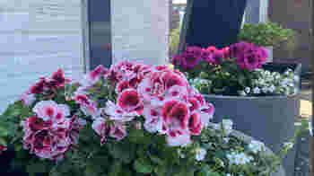 Onderhouden van tuintje en terras van ontmoetingscentrum voor kankerpatiënten