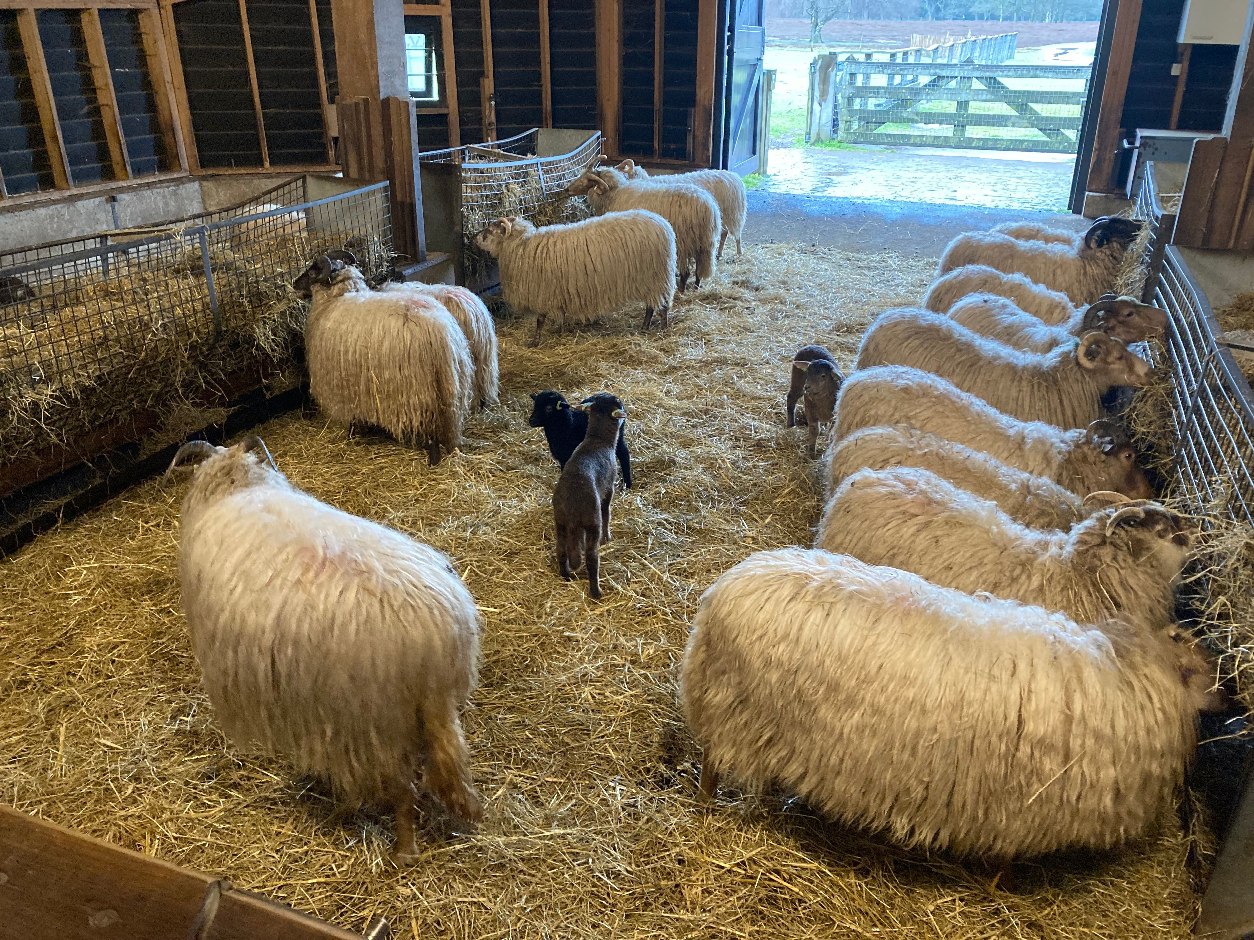 Goois Natuurreservaat zoekt vrijwilligers in schaapskooi Blaricum (weekend)