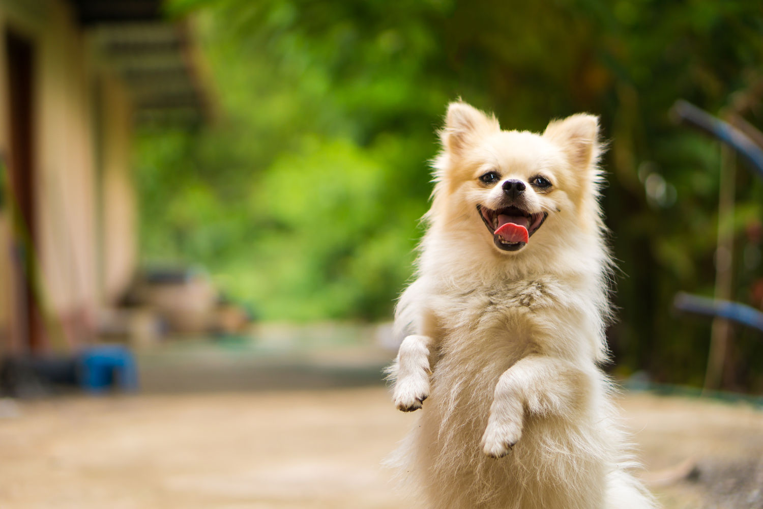 TEMPLATE: Volunteer Canine Assistant