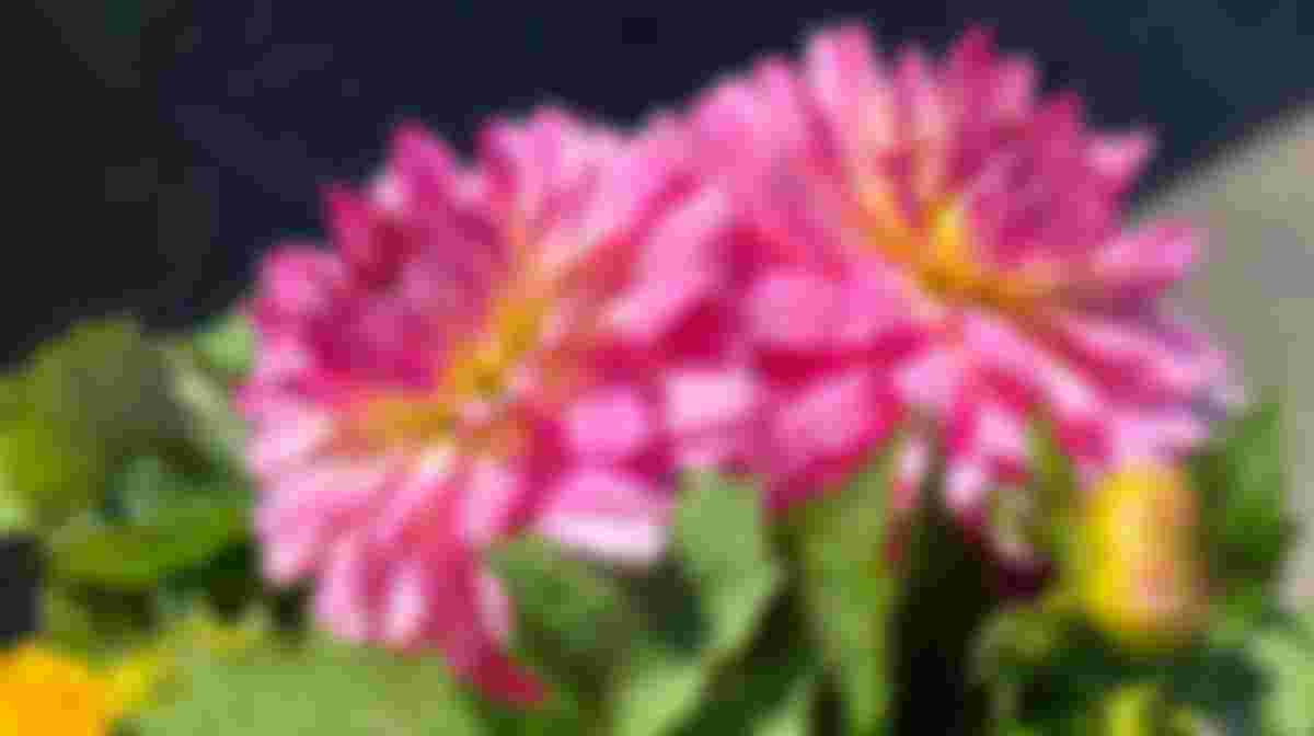 Vrijwilliger - buitenplantjes