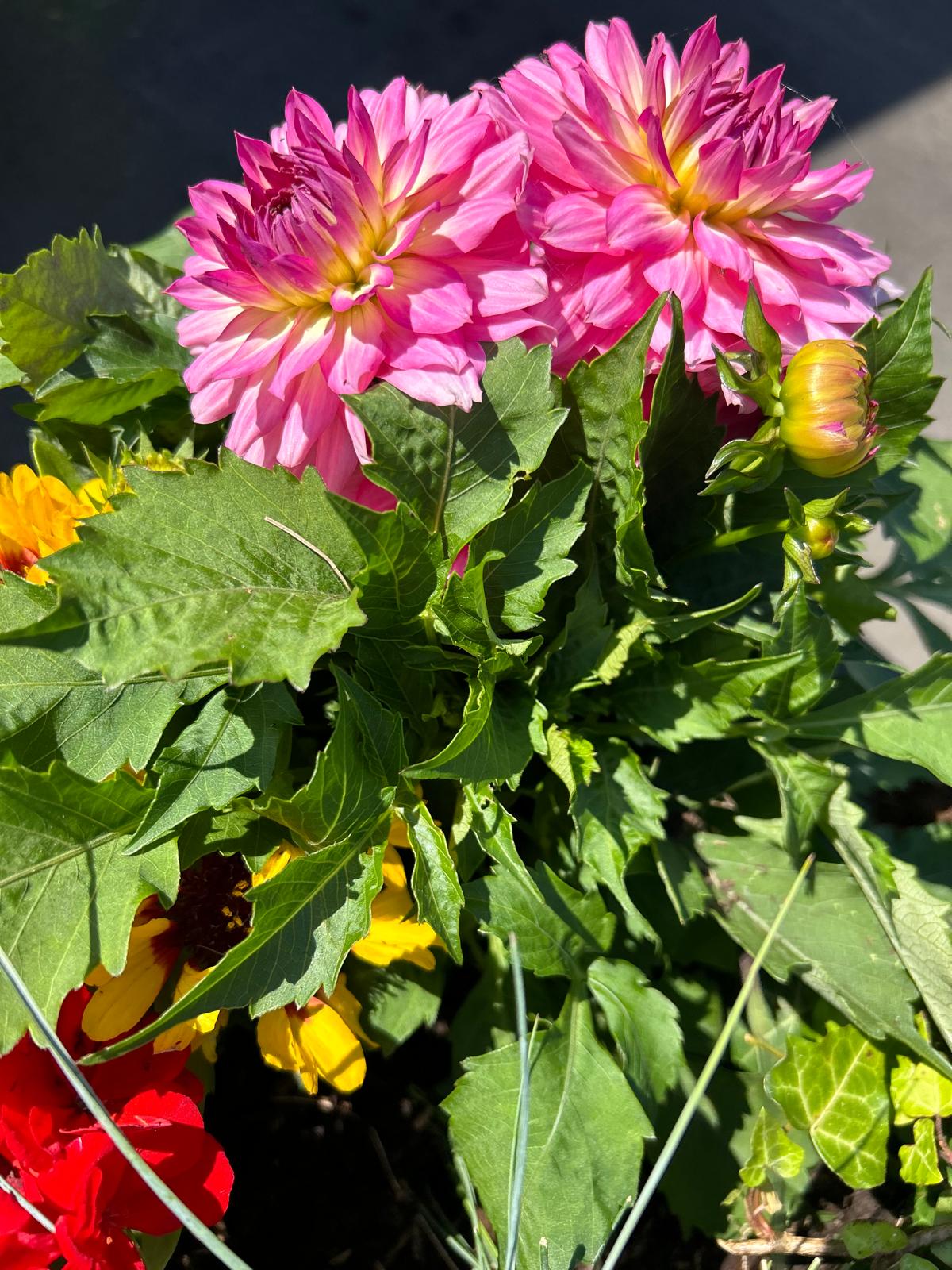 Vrijwilliger - buitenplantjes