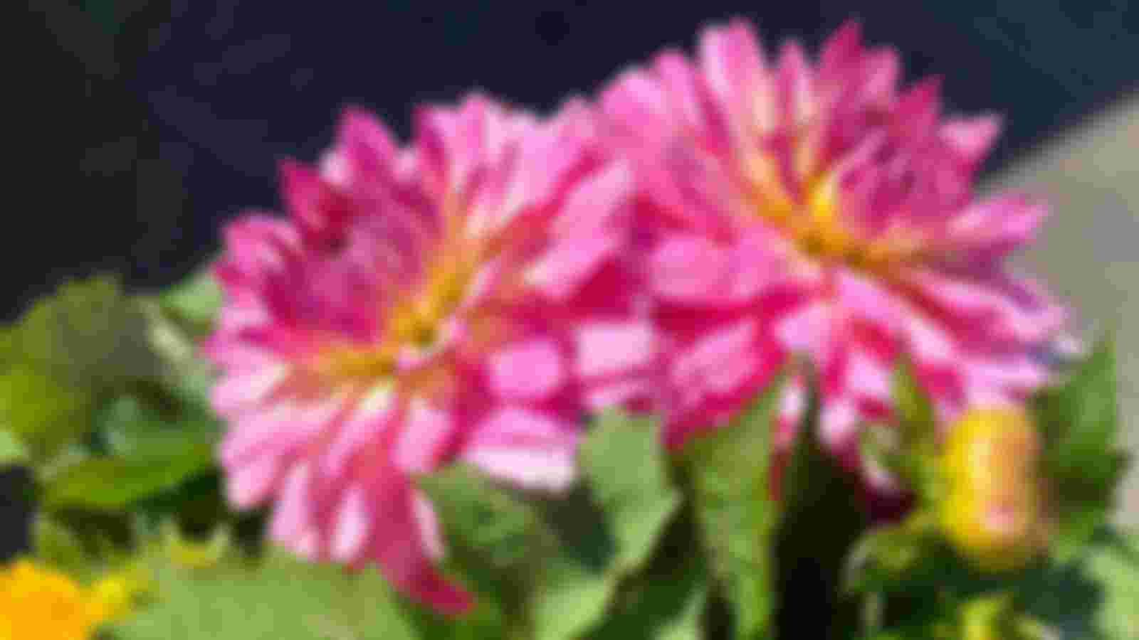 Vrijwilliger - buitenplantjes