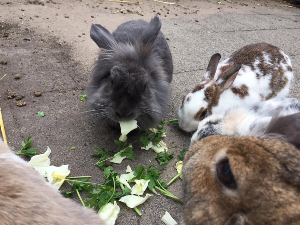 Helpen op kinderboerderij de Schaapskooi - Meivakantie