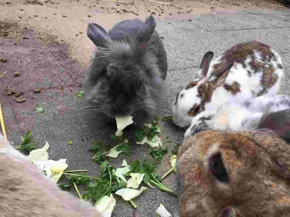 Helpen op kinderboerderij de Schaapskooi - Herfstvakantie