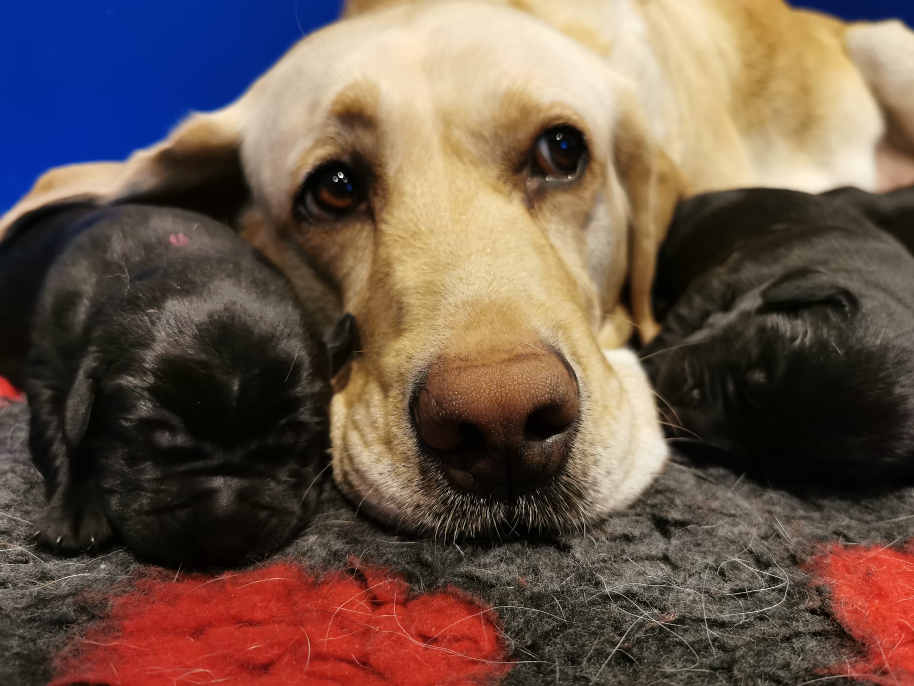 Breeding Dog Volunteer