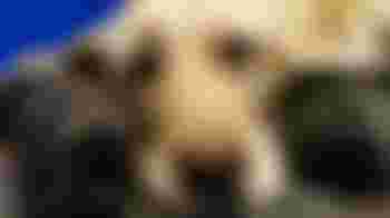 Breeding Dog Volunteer