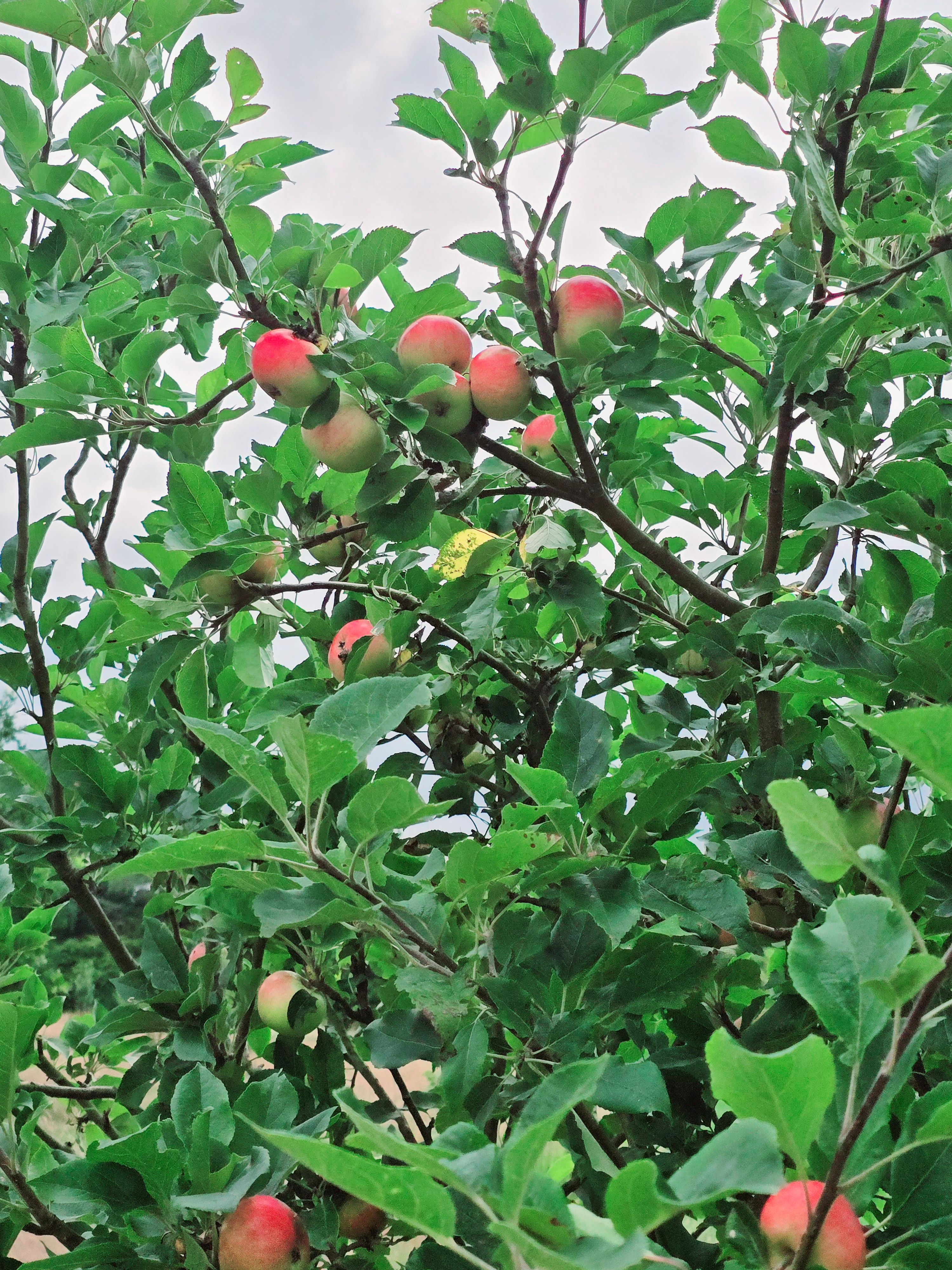 Apple Day at the PEACE ORCHARD 