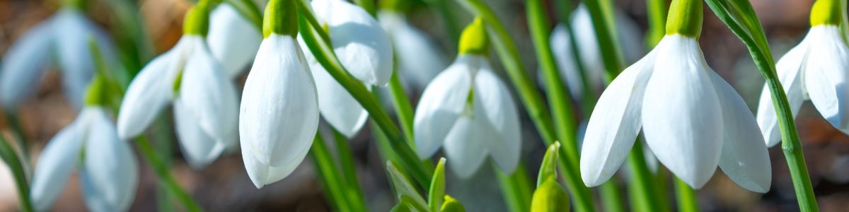 Bucks Snowdrop Walk 2025