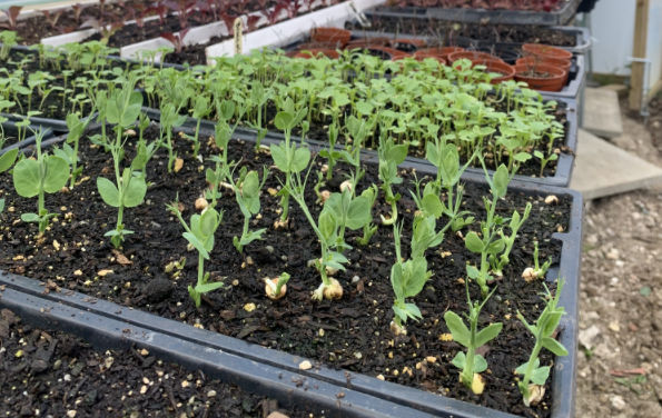 Community Nursery Volunteer