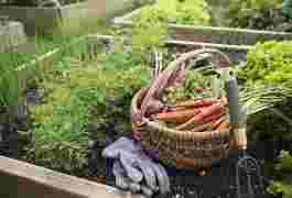 Gardening Support Volunteer